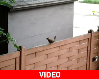 Σκιουροσκέψεις…